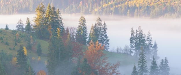 Bellissimo panorama mattutino della foresta coperta da nuvole basse. Nebbia autunnale sulle colline di montagna. Bosco autunnale nebbioso. Alba colorata nel pendio di montagna boscoso.