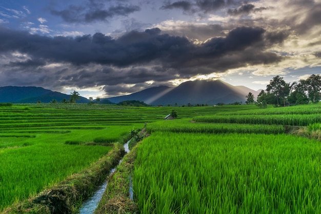 Bellissimo panorama mattutino soleggiato nelle verdi risaie sotto le montagne indonesiane