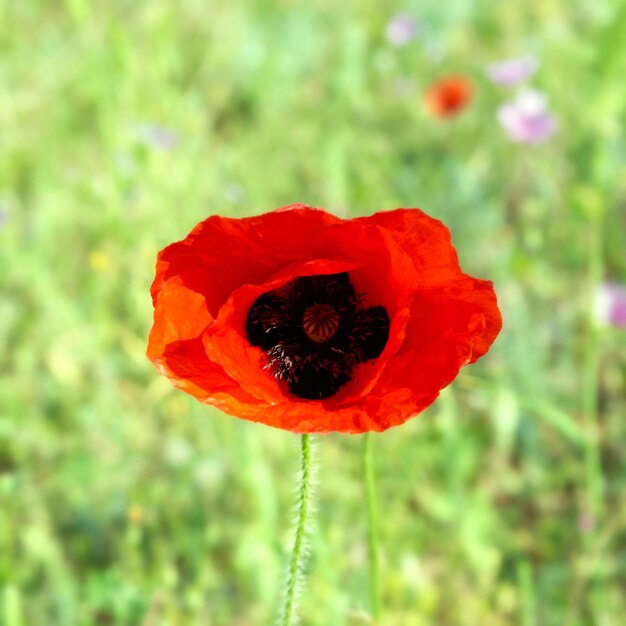 Bellissimo papavero rosso con sfondo verde erba