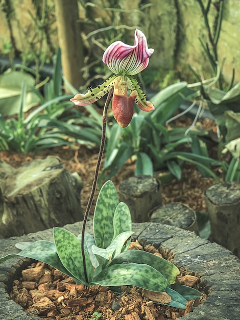 Bellissimo Paphiopedilum in giardino