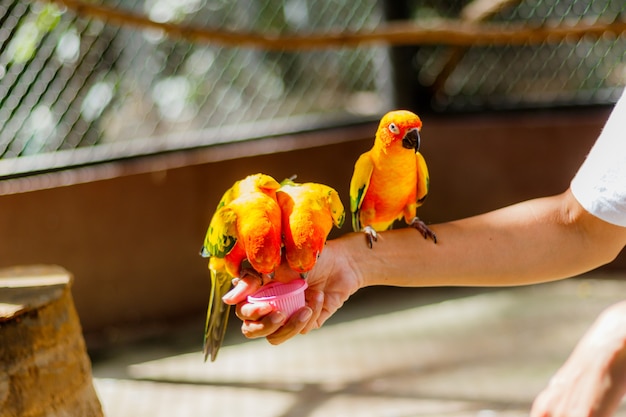 Bellissimo pappagallo colorato, Sun Conure (Aratinga solstitialis)