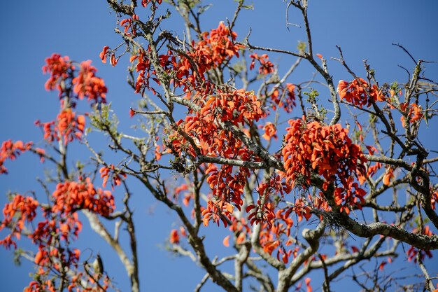 Bellissimo pappagallo nell'albero che si nutre in inverno in Brasile