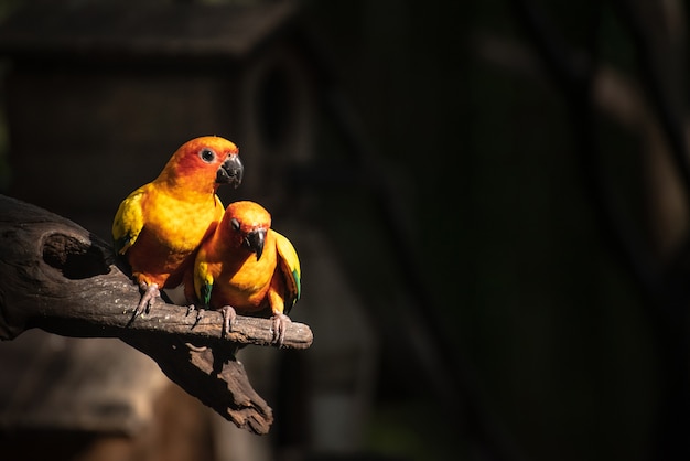 Bellissimo pappagallo, Sun Conure sul ramo di un albero