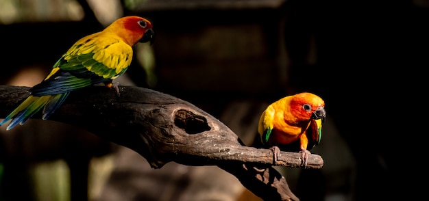 Bellissimo pappagallo, Sun Conure sul ramo di un albero