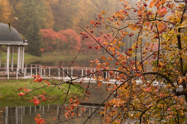 bellissimo parco autunnale con tempo di nebbia