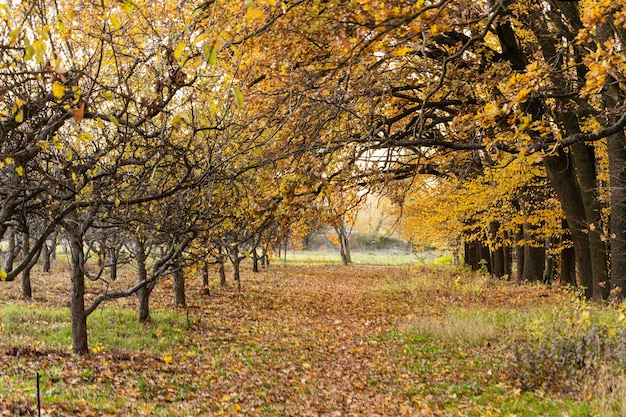 bellissimo parco autunnale con tempo soleggiato