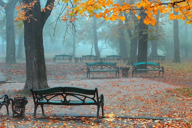 Bellissimo parco autunnale con una nebbia