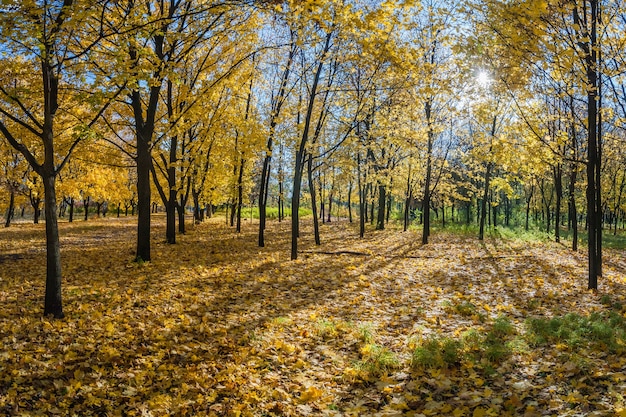 Bellissimo parco autunnale con vicolo di aceri