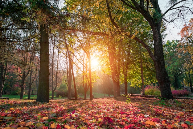 Bellissimo parco autunnale. Foresta in autunno.