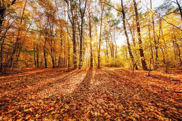 Bellissimo parco autunnale foresta in autunno