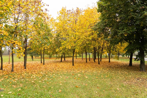 Bellissimo parco con alberi di acero in autunno.