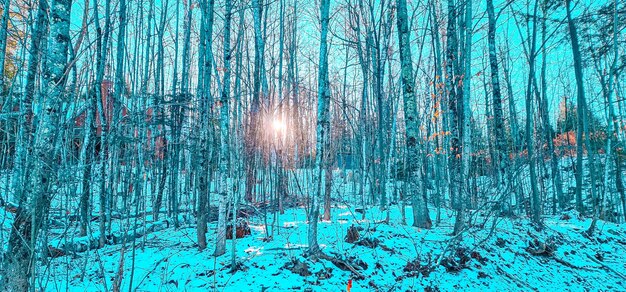 bellissimo parco con tempo freddo e neve