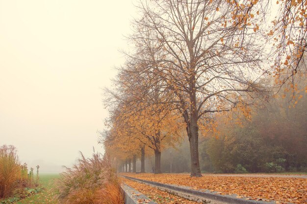 Bellissimo parco di sfondo autunnale