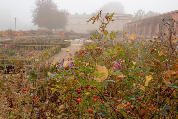 Bellissimo parco di sfondo autunnale