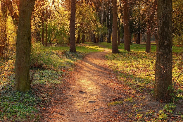 Bellissimo parco durante il tramonto