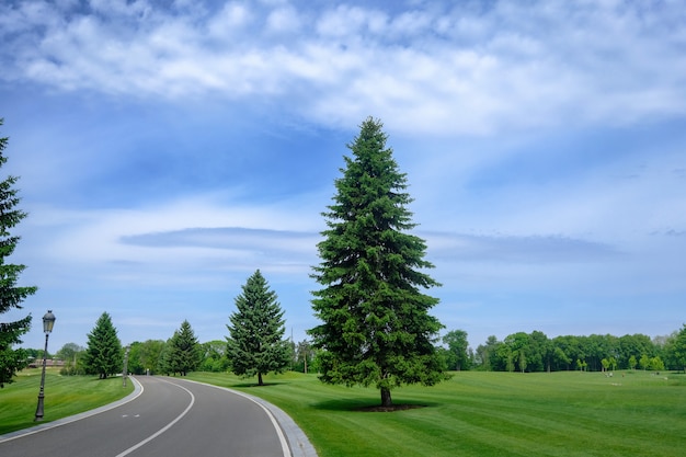 Bellissimo parco estivo con progettazione del paesaggio