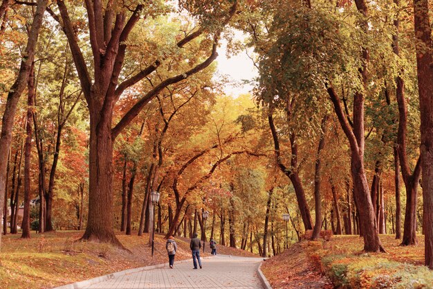 Bellissimo parco in autunno al sole