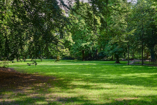 bellissimo parco in estate con fiori e fontanebellissima natura