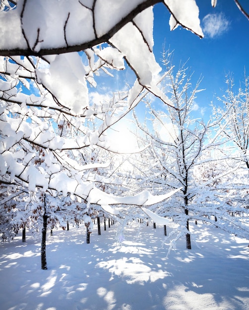 Bellissimo parco invernale