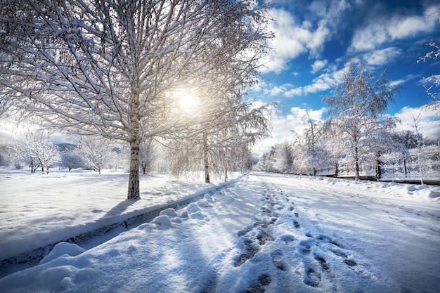 Bellissimo parco invernale