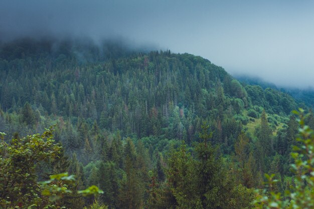 Bellissimo parco nazionale con conifere e montagne