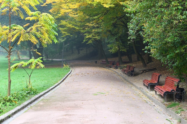 Bellissimo parco nella nebbia