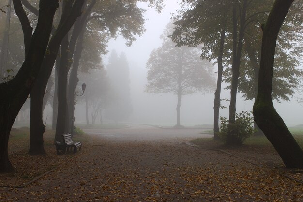 Bellissimo parco nella nebbia