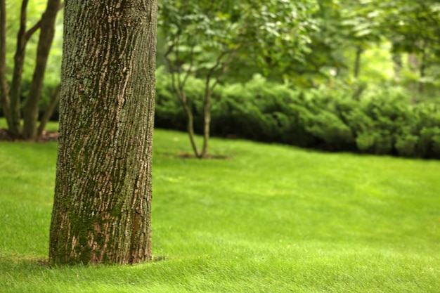 Bellissimo parco verde con il vecchio albero