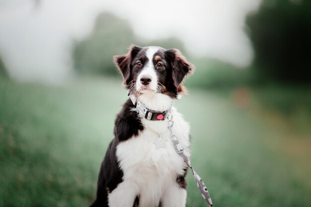 Bellissimo pastore australiano aussie dog