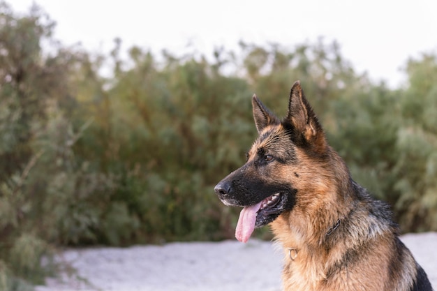 Bellissimo pastore tedesco cane seduto sulla sabbia in spiaggia, cespugli di conifere. Animale di razza pura. Animale domestico domestico. Migliore amico e guardia umana.