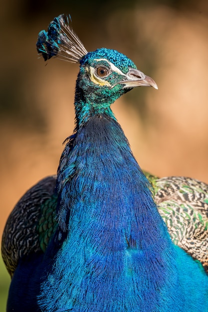 Bellissimo pavone maschio colorato