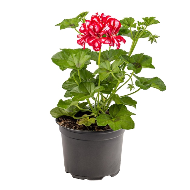 Bellissimo pelargonium bicolore bianco rosso