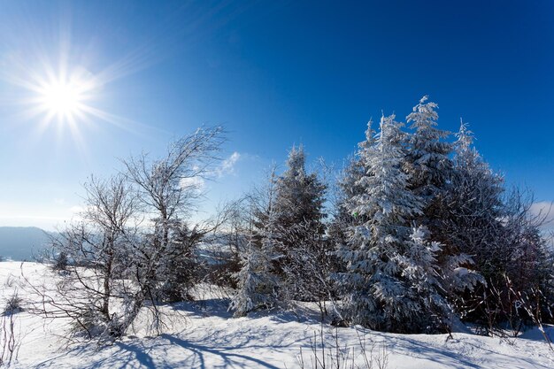 Bellissimo pendio innevato con abeti ricoperti di neve contro il cielo blu in una soleggiata giornata invernale Il concetto di natura incontaminata nel paese settentrionale