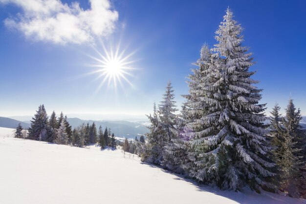 Bellissimo pendio innevato con abeti ricoperti di neve contro il cielo blu in una soleggiata giornata invernale Il concetto di natura incontaminata nel paese settentrionale