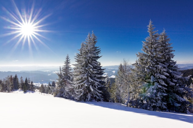 Bellissimo pendio innevato con abeti ricoperti di neve contro il cielo blu in una soleggiata giornata invernale Il concetto di natura incontaminata nel paese settentrionale