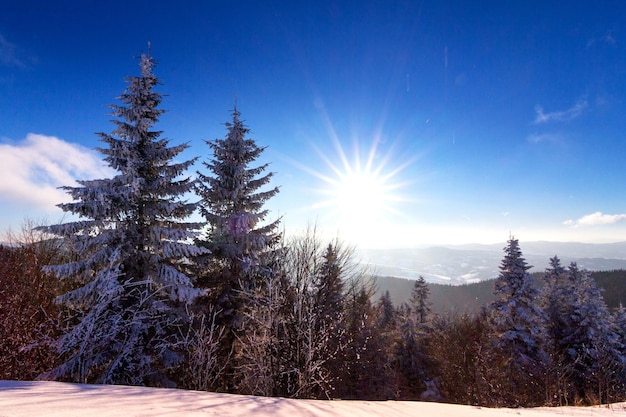 Bellissimo pendio innevato con abeti ricoperti di neve contro il cielo blu in una soleggiata giornata invernale Il concetto di natura incontaminata nel paese settentrionale