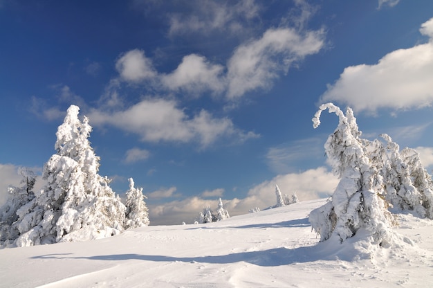 Bellissimo pendio innevato con abeti