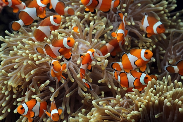 bellissimo pesce anemone sulla barriera corallina, pesci marini subacquei indonesia