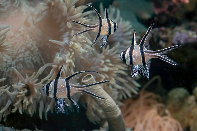 Bellissimo pesce cardinale Banggai presso la barriera corallina