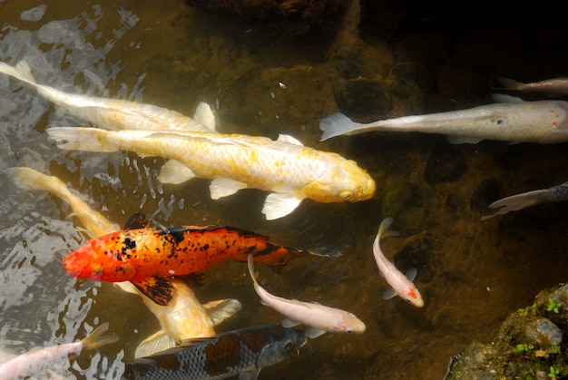 bellissimo pesce koi nello stagno