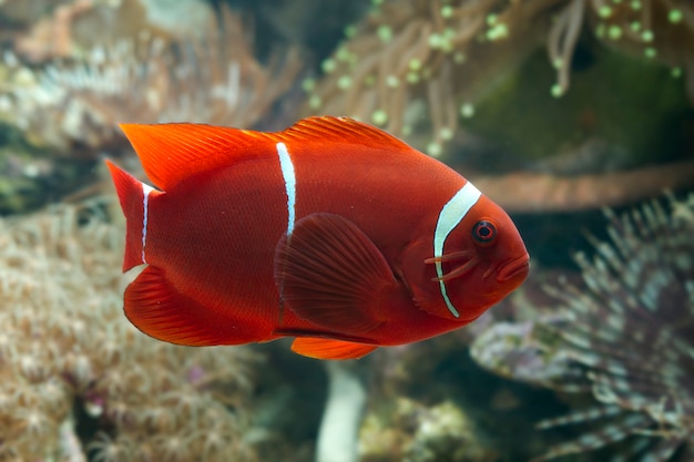 Bellissimo pesce pagliaccio di colore su corallo