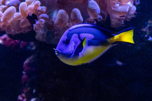 Bellissimo pesce Regal Tang