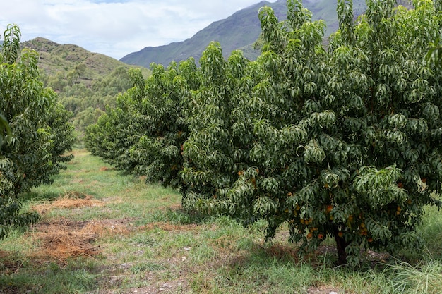 Bellissimo pesco con abbondanza di pesche fresche e biologiche nella valle dello Swat