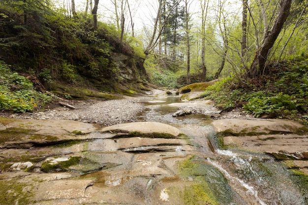 Bellissimo pezzo di foresta alla luce del giorno