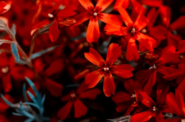 Bellissimo phlox subulata di colore rosso brillante da vicino. Sfondo botanico primaverile con spazio per il testo.