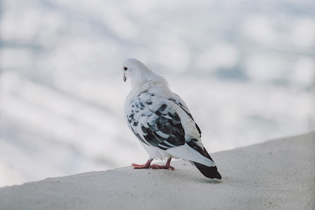 Bellissimo piccione bianco sul balcone