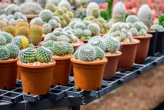 Bellissimo piccolo cactus