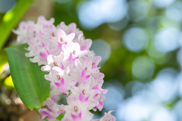 Bellissimo piccolo fiore di orchidea rosa nel giardino di orchidee in inverno o in primavera