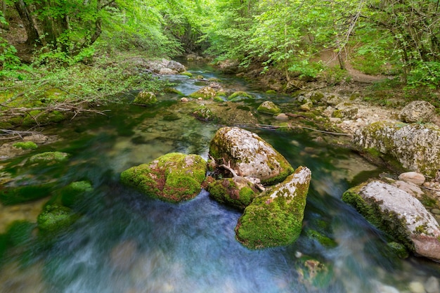 Bellissimo piccolo fiume nella foresta verde