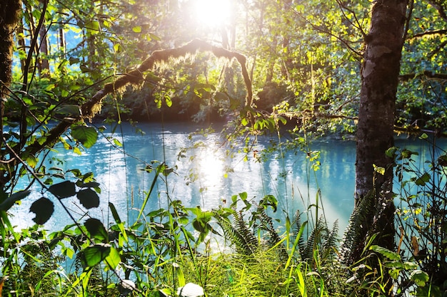 Bellissimo piccolo fiume nella foresta